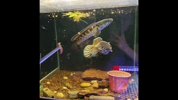 cá lóc nữ hoàng đã ghép cặp