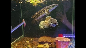 cá lóc nữ hoàng đã ghép cặp