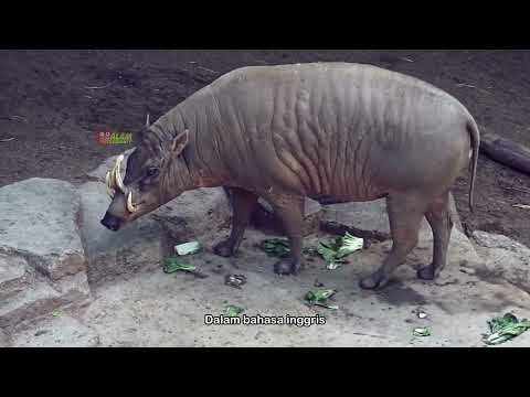 Babi Rusan