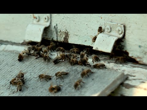 Опасные укусы пчел