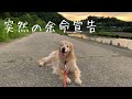 愛犬のゴールデンレトリバーがガンで突然の余命宣告を受けました。【メイプル闘病記#1】 English subtitles