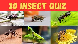 Test Your Knowledge: 30 Insect Quiz