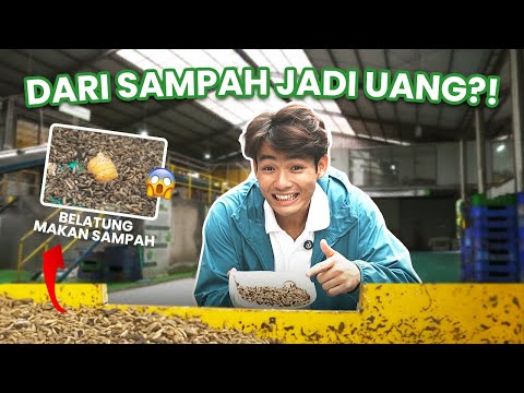 FROM TRASH TO MONEY! 💸 MAGGOT CATERPILLARS ARE THE SOLUTION TO TRASH PROBLEMS ♻️