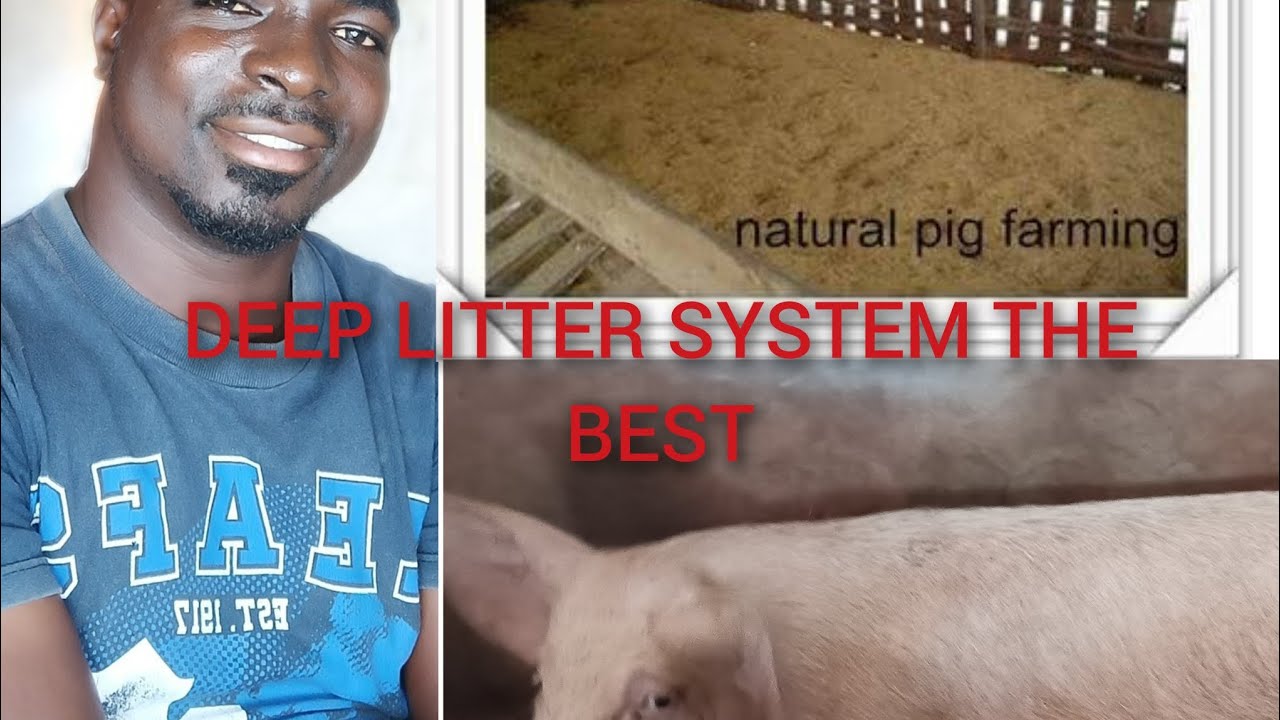 HOW TO BUILD DEEP LITTER SYSTEM AND IT ADVANTAGES OR ADVANTAGES OF