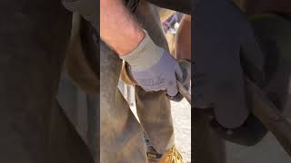 Nailing On #Farrier #Horse #Shortswithcamilla #Equestrian #Satisfying #Asmr