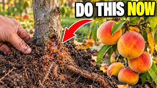 Information Stop Doing This in Fall! 7 Mistakes That Ruin Next Year’s Peach, Plum & Cherry Harvest Guide