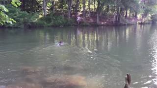 Forcing to Back Pile Water T pt 1