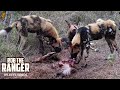 African Wild Dogs Chase Giraffe, Eat Bushbuck, And Drink With Croc