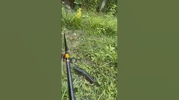 Câu cá lóc bằng vịt miền tây.  Con cá khủng