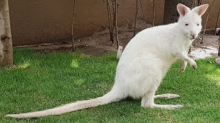 Treatment of wallaby who is suffering from Lumpy Jaw