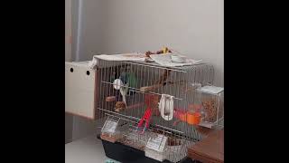 Mavişin, Kuluçka Deneyimimi,Anlattım Şfet