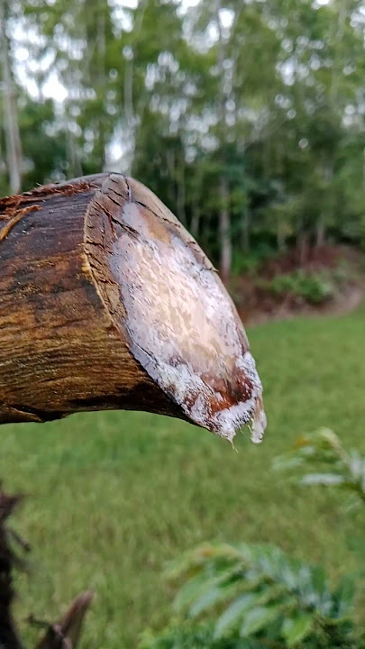 PART:419 #niraaren #forest #beautifulfishing #nyadaparen #bee #automobile