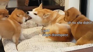 Mom hurt her puppy  Shiba Inu puppies (with captions)