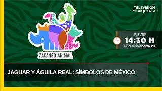 Jaguar and Golden Eagle: Symbols of Mexico | Zacango Animal | 09-10-26