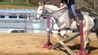16Yo Sport Horse-For Sale
