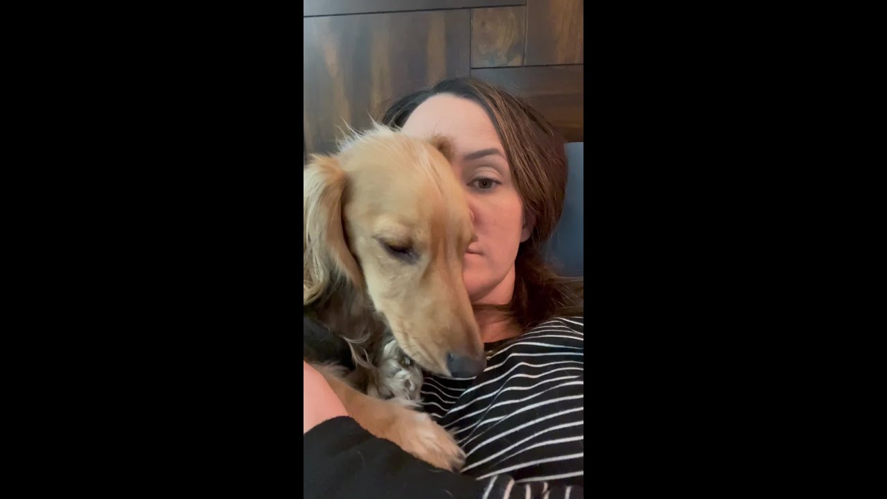 Are Dachshunds Emotional