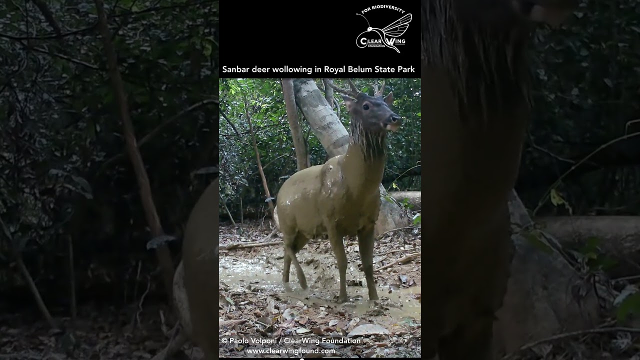 Sambar deer wollowing in Royal Belum State Park, Perak, Malaysia 