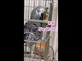 【ヨウムのレオ君】霧吹きでびっくり