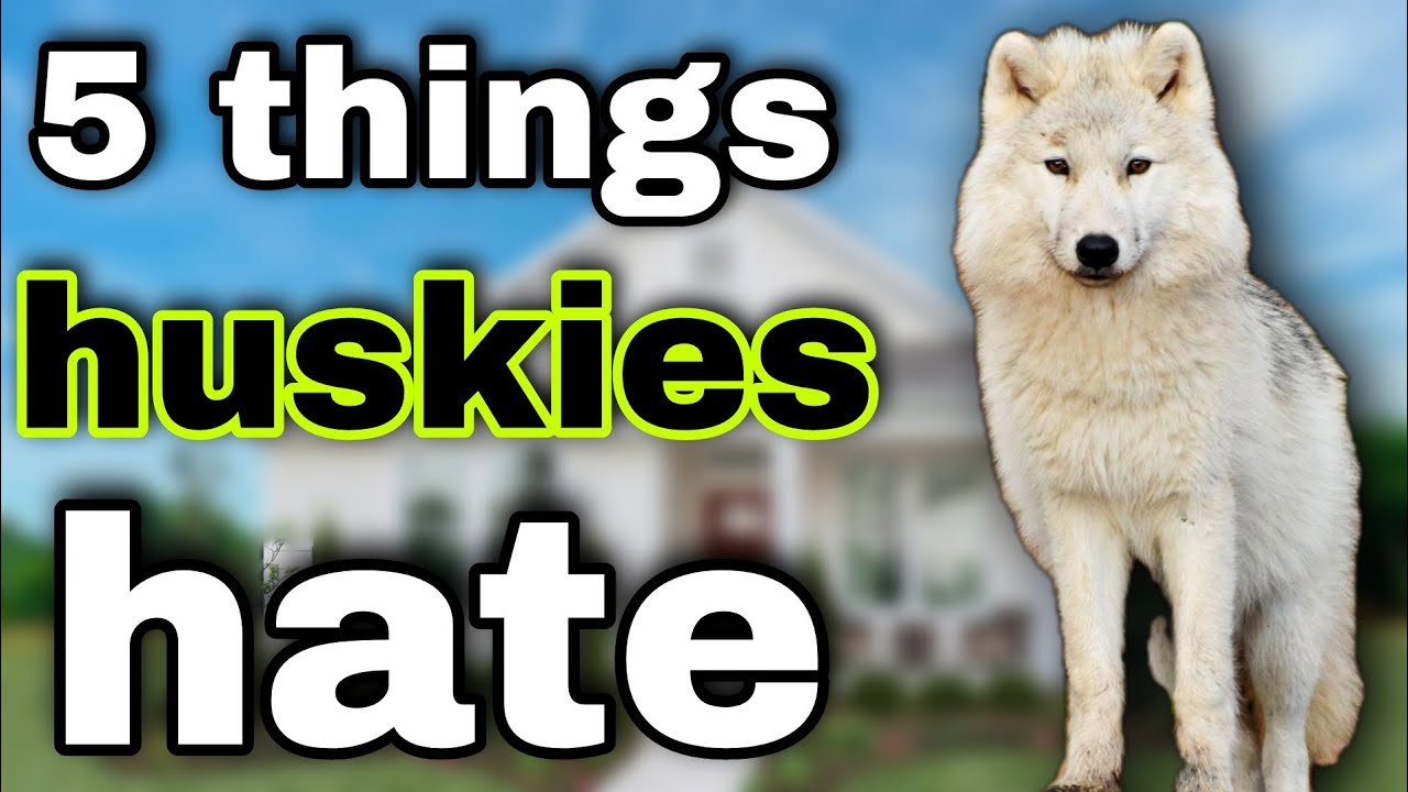 5 Things Huskies Hate and You Should Avoid huskies dogs animals