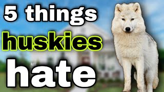 5 Things Huskies Hate and You Should Avoid #huskies #dogs #animals