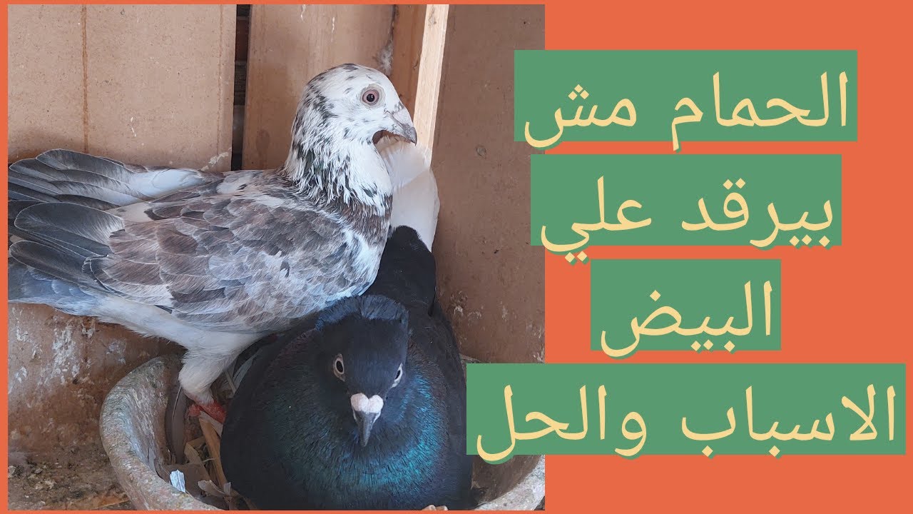 الحمام مش راضي يرقد علي البيض تعالي اقولك الاسباب والحل ايه#حمام#بلكونتي