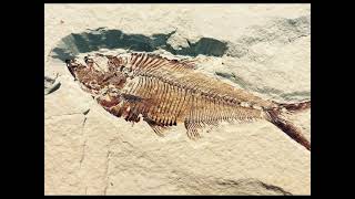 Quali sono i tipi di fossili scuola primaria?
