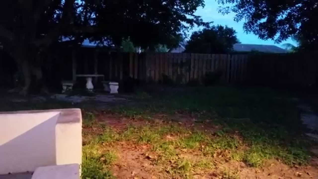 lunarly Luna the Wolfdog Playing Ball