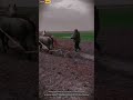 Workers Plowing Garden Using Horse for Traditional and Sustainable Farming Method