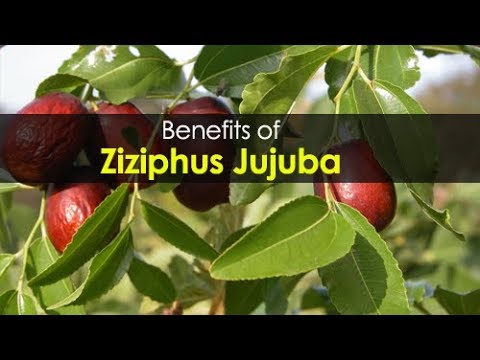 Top 10 Health Benefits of Ziziphus Jujuba