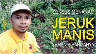 Rahasia cara menanam jeruk manis agar cepat berbuah