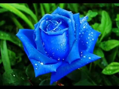 Videó: Kék & Fekete rózsák: léteznek fekete rózsák? Léteznek kék rózsák?