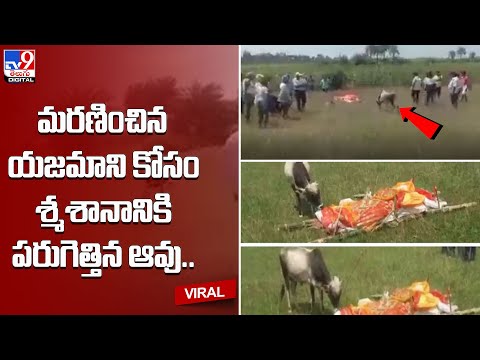 మరణించిన యజమాని కోసం శ్మశానానికి పరుగెత్తిన ఆవు…@TV9 Telugu Digital