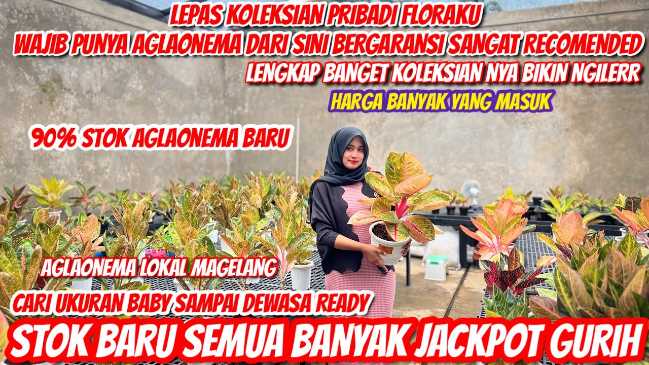 REVIEW AGLAONEMA STOK TERBARU FLORAKU‼️TONTON INI SAMPAI SELESAI‼️