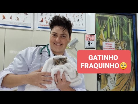 Vídeo: Como dar uma abóbora de filhote de cachorro para diarréia