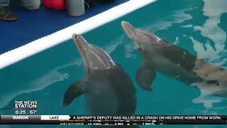 David Does It: Winter's Wonderland at the Clearwater Marine Aquarium