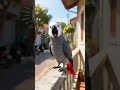When a Parrot Becomes the Neighborhood Whistleblower_Agent video Pippit 20260408122646
