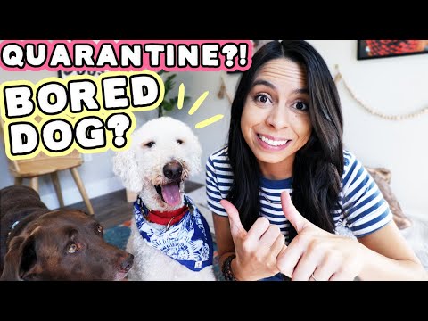 rachel fusaro dog toothpaste