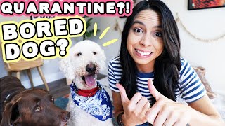 HOW TO: TIRE DOG DURING QUARANTINE INDOORS 🐶 No yard required!