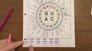 Codon Wheel Notes- Honors