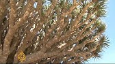 The Dragon Blood Tree One Of Most Bizarre Trees Of The World