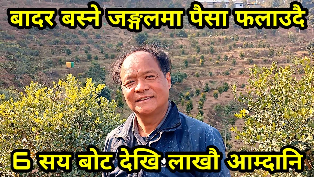 बादर बस्ने जङ्गल बाट लाखौ आम्दानी, एकै बोटमा 3000 दाना फल्छ रोप्ने र फलाउने सम्पुर्ण तरिका farming