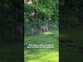 Seeing mother and baby deer in nature is a reminder that families don’t deserve to be torn apart
