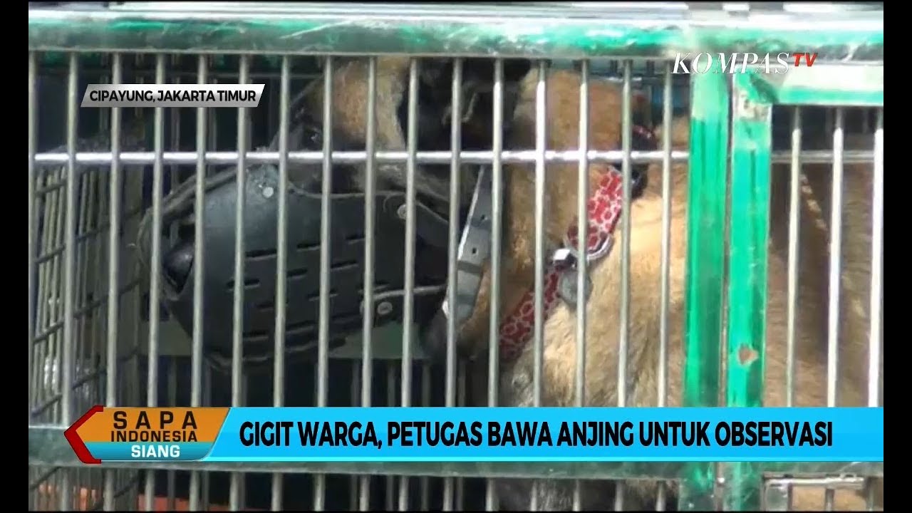 Gigit Warga Petugas Bawa Anjing Bima Aryo Untuk Observasi Youtube
