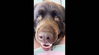 Funniest Animals 😂 Funniest Cats and Dogs April 2024 by Funny Pets 182 views 3 weeks ago 13 minutes, 39 seconds