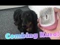 Kuro Gets His Hair Combed
