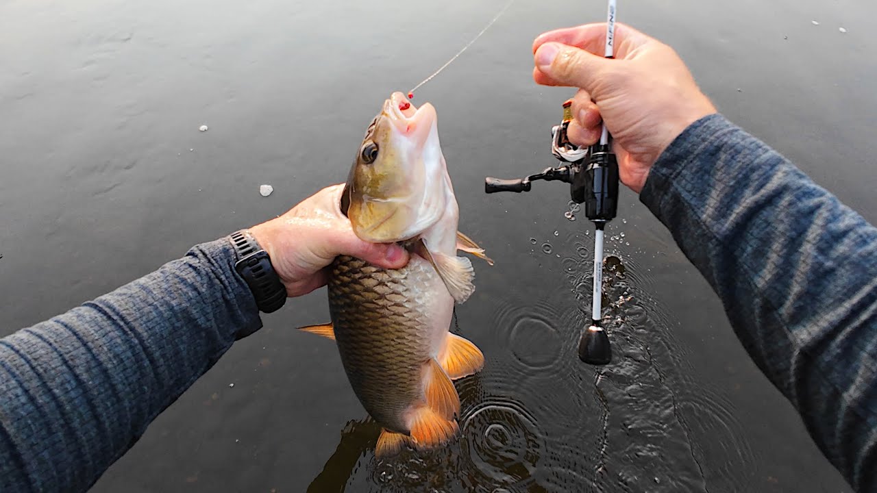 Ūsorius ar šapalas? Kaip apmulkinau bonusą su Mifine ILLUSION Slash. Avižadrebis srovėje