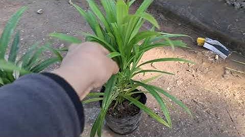 Bán buôn bán lẻ cây lá nếp 0977973535