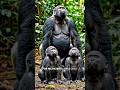 You won't believe how this Gorilla Dad treats his babies! #WildLife #shorts #gorilla #usa