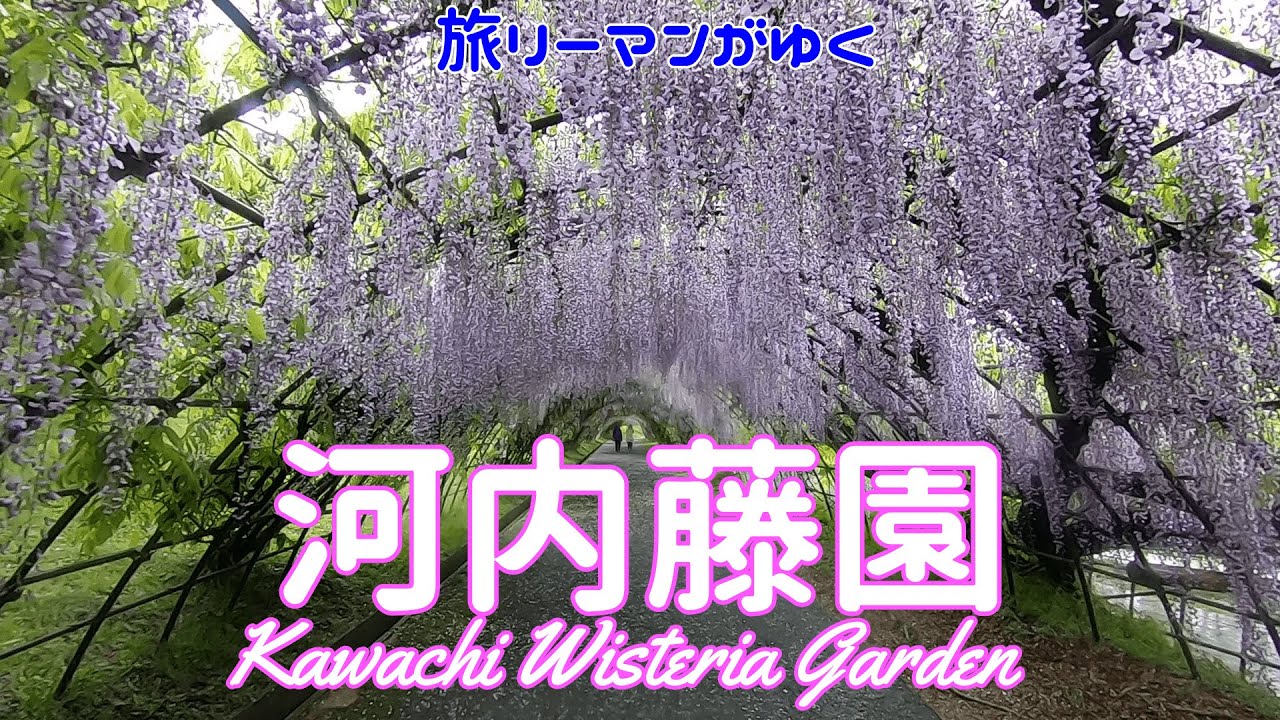 【福岡おすすめ観光】米CNN選出「日本の最も美しい場所」藤が美しい癒しの河内藤園/福岡県北九州市/The best garden to go : Kawachi Fujien in Fukuoka
