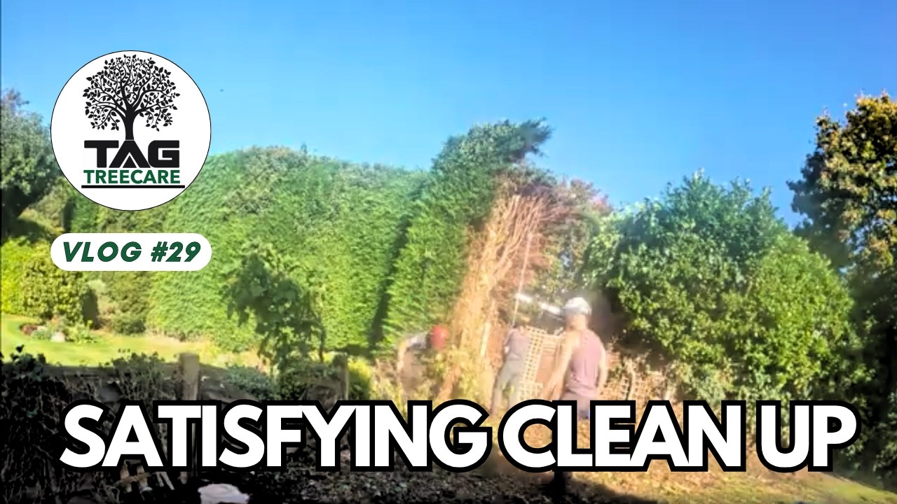 Quick Hedge Removal & Stump Grind with Theo🌿 | TAG Tree Care 🌳